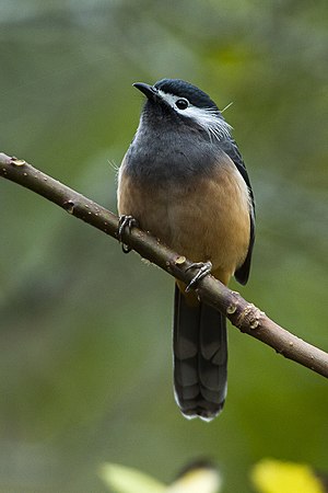 White-eared Sibia - Taiwan S4E8153 (19547305835).jpg