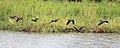 White-faced whistling ducks in flight, Zimbabwe.jpg