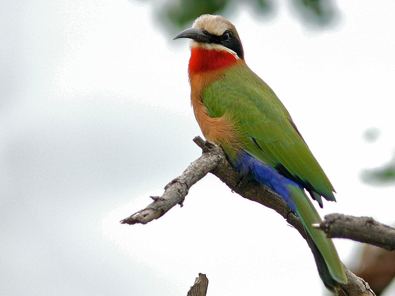 File:White-fronted Bee-Eater (Merops bullockoides) (6046246296).jpg