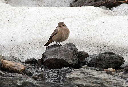 Tập_tin:White-winged_Redstart_(Female)_I_IMG_7102.jpg