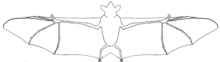 Basic leaf-nosed bat body layout Whole bat.png