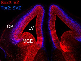 Ventricular zone Transient embryonic layer of tissue containing neural stem cells