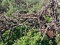 * Nomination African penguin at Boulders Beach, Cape Town --MB-one 11:22, 16 May 2023 (UTC) * Decline  Oppose Sorry, but as a photograph of a penguin I'm not sure this works; the bird is quite hard to discern amongst the branches, many of which are out of focus and have fringing. --BigDom 16:58, 24 May 2023 (UTC)