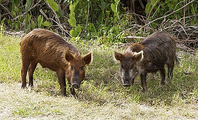 Choctaw Hog