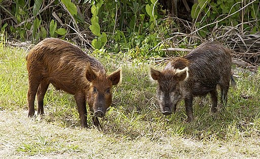 Wild Pig KSC02pd0873