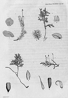 illustration of moss species