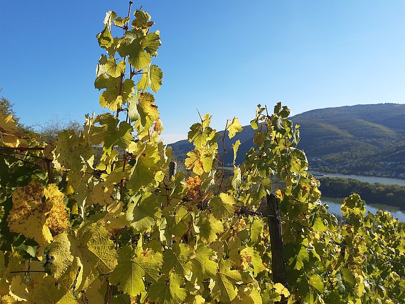 File:Wine leafs turning golden, south of Lorch.jpg