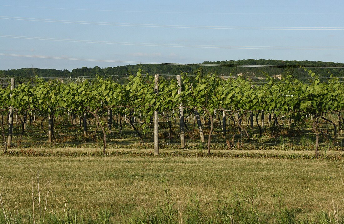 File:Wisconsin Ledge AVA Vineyard Brown County.jpg