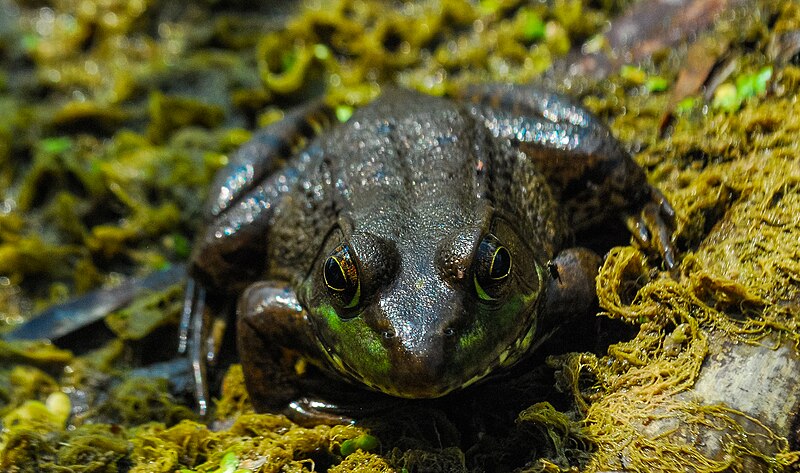 File:Wood Frog (Rana sylvatica).jpg