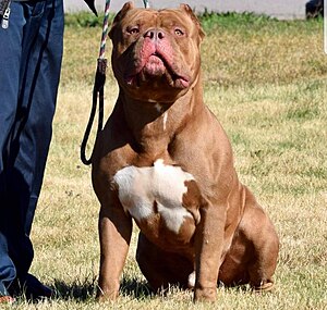 American Bully