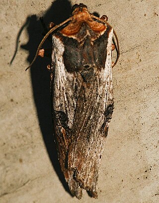 <i>Xylena thoracica</i> Species of moth