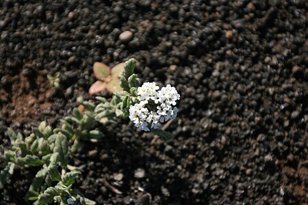 Heliotropium ramosissimum