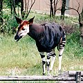 オカピ（よこはま動物園ズーラシア）