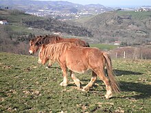 Dois cavalos andando em altitude, um vale habitado ao fundo.