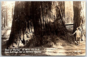 1665 - Base of Big Tree Upper Bull Creek Flat