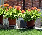 Scadoxus multiflorus