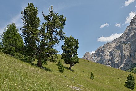 Two Swiss pine trees on Piz Culac in Gröden