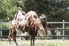 Photographie d'un chameau en mue, des grosses pelotes de laine se détachent.