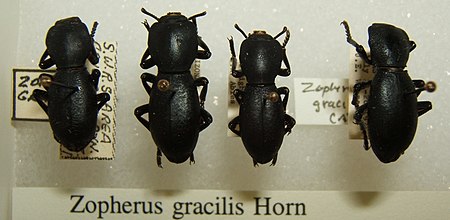 Zopherus_gracilis