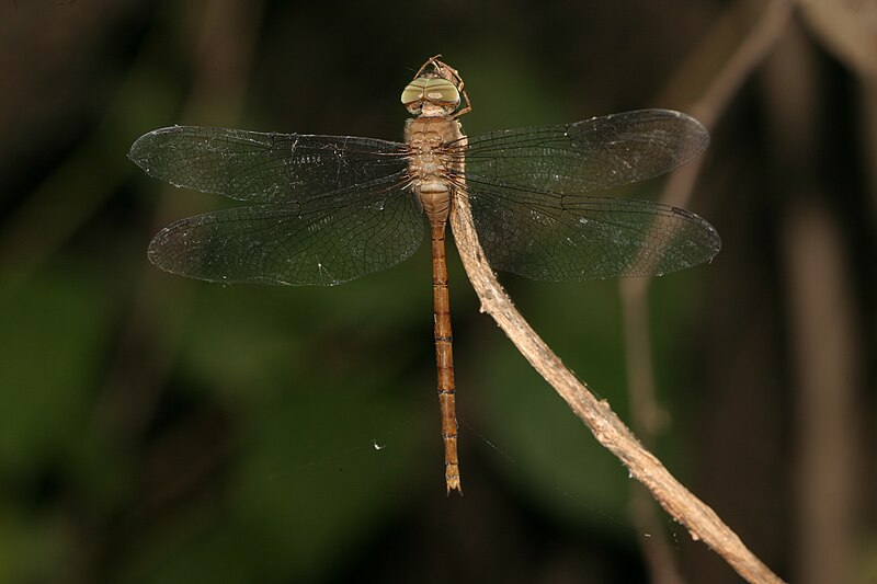 File:Zyxomma petiolatum by David Raju.jpg