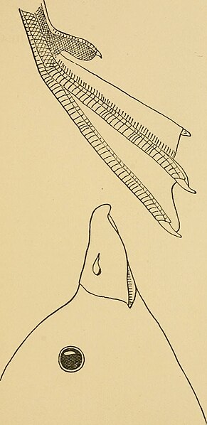 File:"Every bird;" a guide to the identification of the birds of woodland, beach and ocean. With one hundred and twenty-four line illustrations (1896) (14568614458).jpg