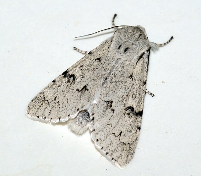 Moth - Wikipedia