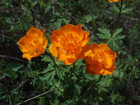 Trollius asiaticus