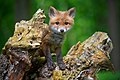 * Nomination Red fox puppy (Vulpes vulpes) in the Kremenets Mountains. By User:Byrdyak --Augustgeyler 18:23, 14 May 2023 (UTC) * Promotion  Support Good quality. --Vasmar1 20:38, 14 May 2023 (UTC)