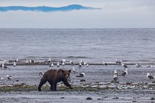 Brown bear with slaty-backed gulls at Magadan Nature Reserve, Russia Khoziain morei.jpg