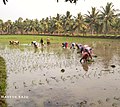 11:27, 10 జనవరి 2020 నాటి కూర్పు నఖచిత్రం