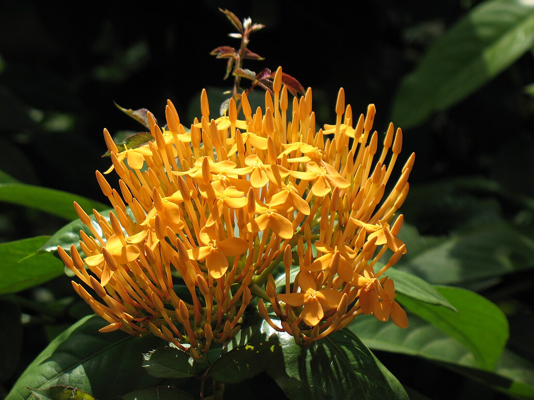 Ixora