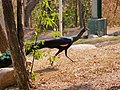 นกยูงไทย สวนสัตว์เชียงใหม่ Green peafowl in Chiang Mai Zoo (1).jpg