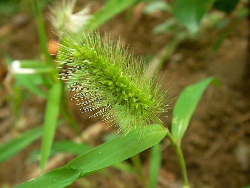 File:エノコログサ(狗尾草)(Setaria viridis (L.) P.Beauv.)-花 (5844444151).jpg