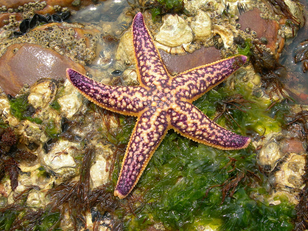 Are Starfish Fish - American Oceans