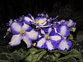 非洲紫羅蘭 Saintpaulia Bobie -香港沙田紫羅蘭展 Shatin African Violet Show, Hong Kong- (9252479803).jpg