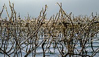 Rank: 16 Grapevines (Vitis) with ice crust