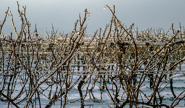 Grapevines (Vitis) with ice crust