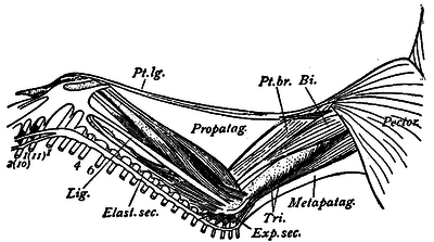 1911 EB Wing muscles of a Goose.png
