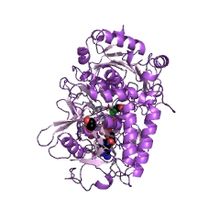 Modèle tridimensionnel de l'enzyme