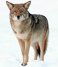 Canis latrans