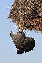 African Harrier-Hawk