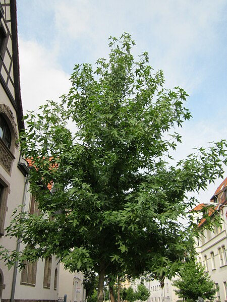 File:20120824Liquidambar styraciflua1.jpg