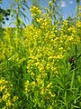 Galium verum (Echtes Labkraut)