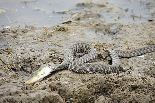 Natrix tessellata, 2013