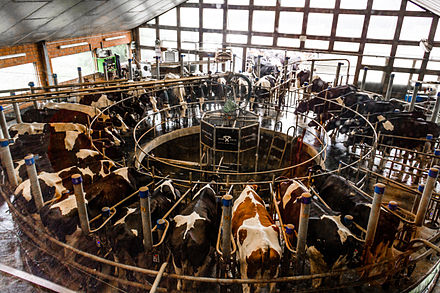A modern rotary milking parlour, Germany
