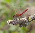 Blutrote Heidelibelle - Sympetrum sanguineum, Männchen