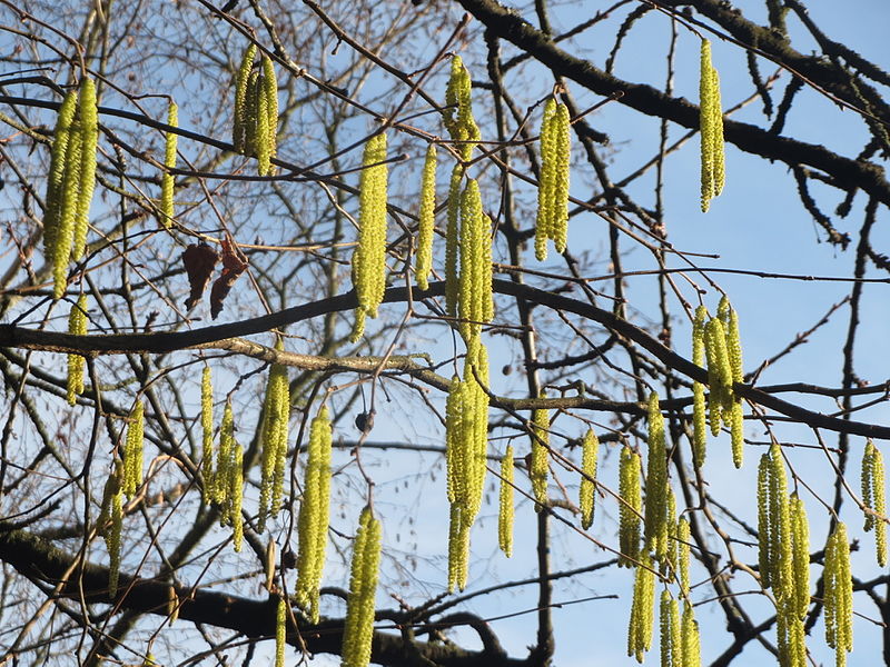 File:20160108Corylus avellana1.jpg