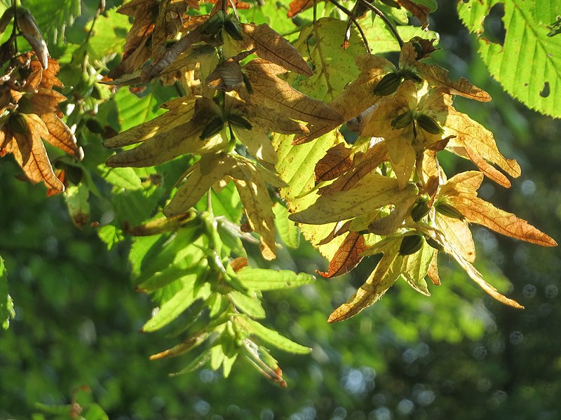 File:20160831Carpinus betulus4.jpg