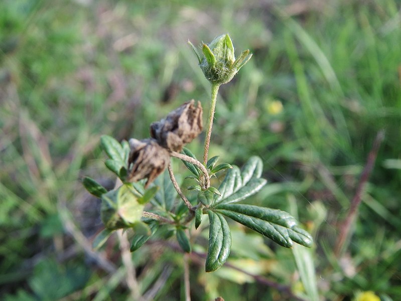 File:20161023Potentilla argentea2.jpg