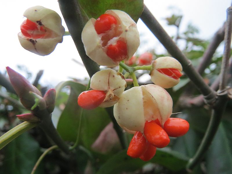 File:20161125Euonymus japonicus3.jpg